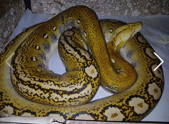 Adult Female Ogs Het Purple Reticulated Python by Sunglow Serpents