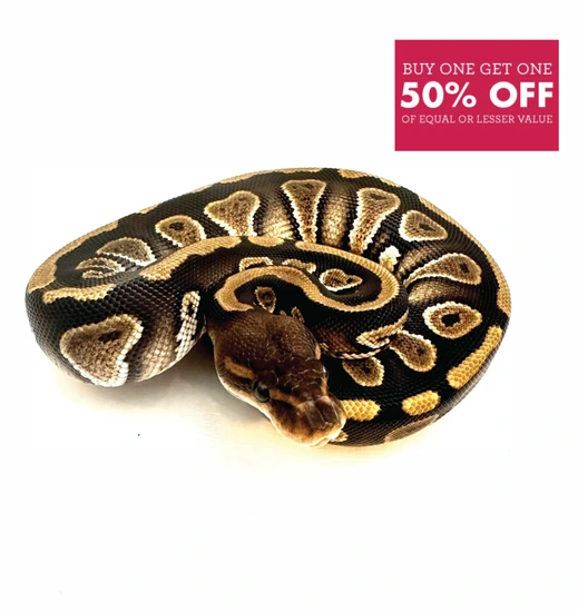 Mahogany 100% Het Clown Ball Python by SuperCoil Reptiles
