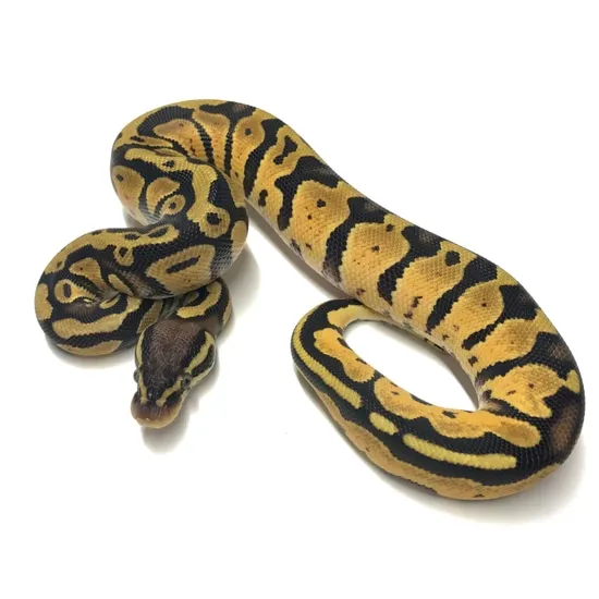 Two Feet Ball Python Pastel 100% Double Het Hypo Pied Ball Python by Superior Scales ...