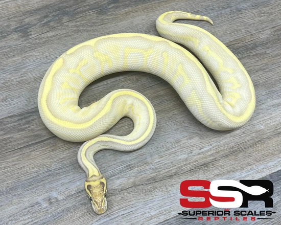 Ball Python Butter Leopard Leopard Enchi Butter Highway *NO RESERVE* US ONLY Ball Python by ...