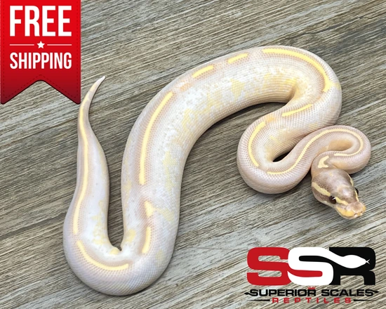 Banana Blackhead Freeway 50% Het Clown **FREE SHIPPING!!** Ball Python ...