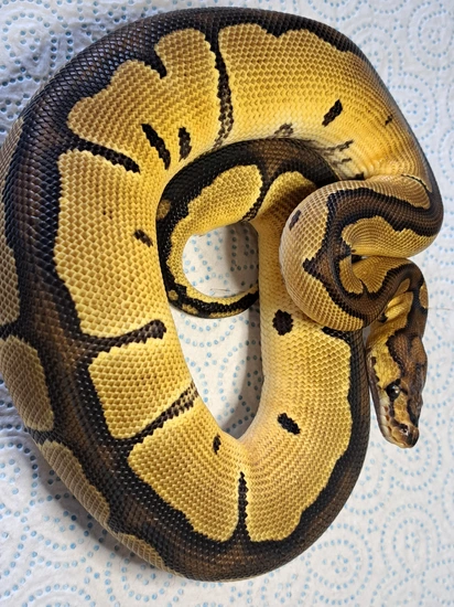 Clown Blade Female 2025 Ball Python by KR. Royals