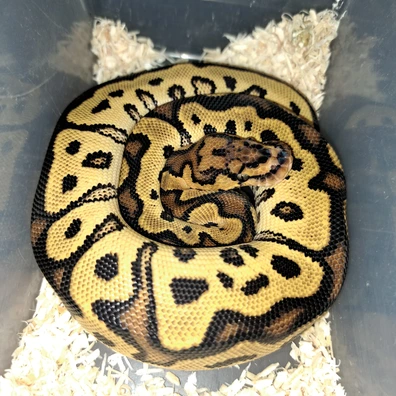 Orangedream Gravel/ Yellowbelly Clown Ball Python - male for sale from KR. Royals