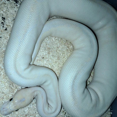 Ivory Leopard Clown Ball Python - female for sale from KR. Royals
