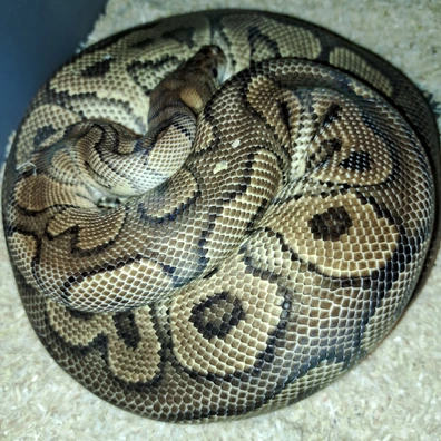 Breeding Pair Of Od Highway Clown Makers Ball Python - female for sale from KR. Royals
