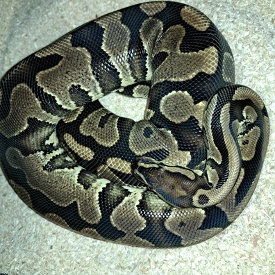Breeding Group For Sale