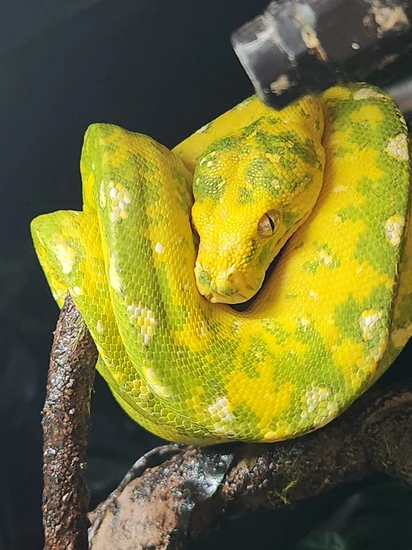 C.b 23 Female Biak Green Tree Python by Supreme Animal Foods