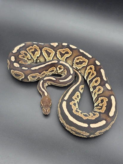 **RTB** Cinnamon Fire Arroyo Ball Python by Morph Mechanics