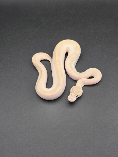 Ivory Moph Ball Python Ivory Ball Python by Morph Mechanics