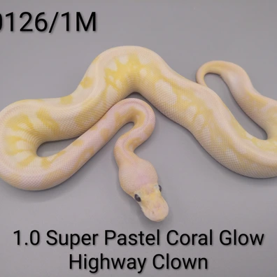1.0 Super Pastel Coral Glow Highway Clown Ball Python - male for sale from Sweet Balls