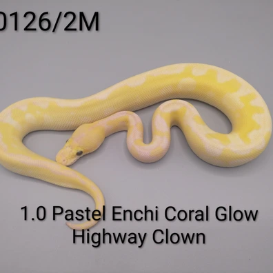 1.0 Pastel Enchi Coral Glow Highway Clown Ball Python - male for sale from Sweet Balls