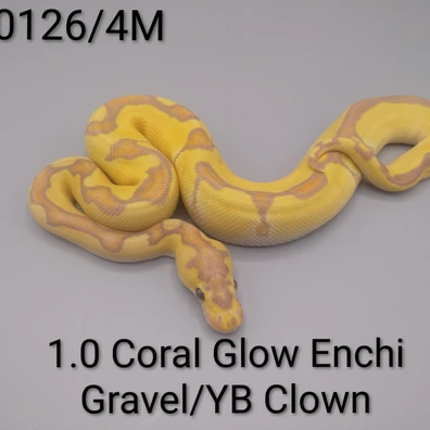 1.0 Coral Glow Enchi Gravel/YB Clown Ball Python - male for sale from Sweet Balls