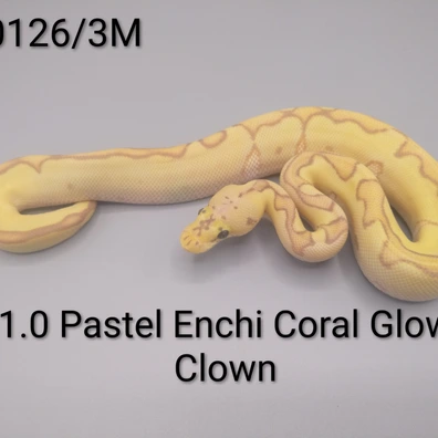 1.0 Pastel Enchi Coral Glow Clown Ball Python - male for sale from Sweet Balls