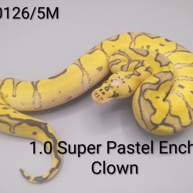 1.0 Super Pastel Enchi Clown Ball Python - male for sale from Sweet Balls