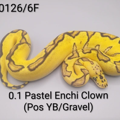 0.1 Pastel Enchi Clown (Pos. YB/Gravel) Ball Python - female for sale from Sweet Balls