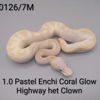 1.0 Pastel Enchi Coral Glow Highway Het Clown Ball Python - male for sale from Sweet Balls