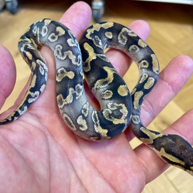 Paradox Ghi Black Head Mojave 100 % Dh Hypo Clown Ball Python - male for sale from SWNPythons