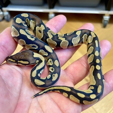 Bh Enchi Dh Hypo Clown Ball Python - male for sale from SWNPythons