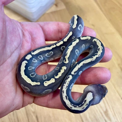 Mojave Ghi Dh Hypo Clown Ball Python - female for sale from SWNPythons