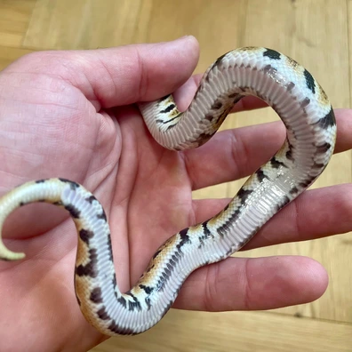Ghi Od Sn Dh Hypo Clown Ball Python - male for sale from SWNPythons