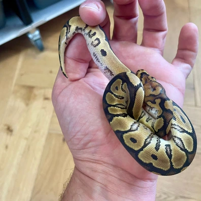 Od Clown Ball Python - female for sale from SWNPythons