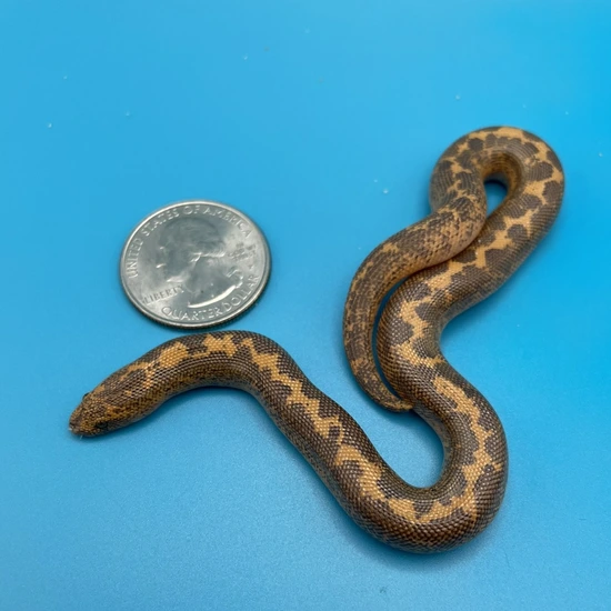Funky Normal Stripe Male Kenyan Sand Boa by Sydney Sand's Reptiles