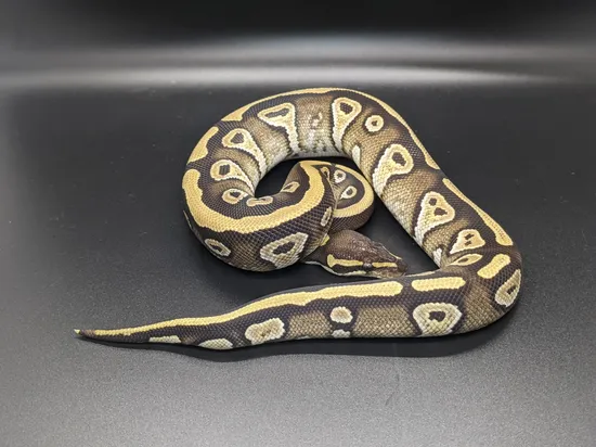 Mojave Arroyo Ball Python by Prism Pythons
