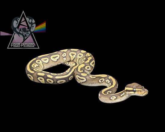 Mojave Arroyo Ball Python by Prism Pythons
