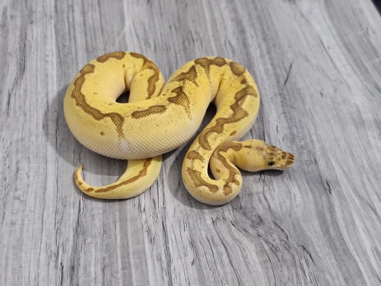 Super Orange Dream Pastel Enchi Sunset Clown Ball Python by Serpent ...