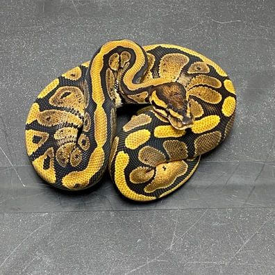 NR Mandarin Redstripe 100% Het Clown Ball Python - male for sale from T-Dragons