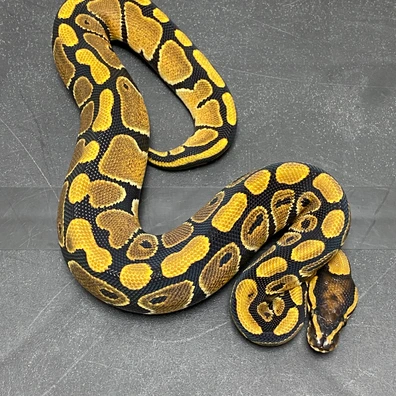 NR Mandarin 100% DH Hypo Clown Ball Python - male for sale from T-Dragons