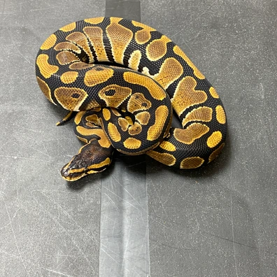 NR Mandarin 100% Het Clown Ball Python - male for sale from T-Dragons