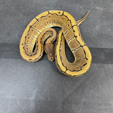 Pinstripe 100% TH VPI Axanthic, Desert Ghost, Ultramel Ball Python - female for sale from T-Dragons