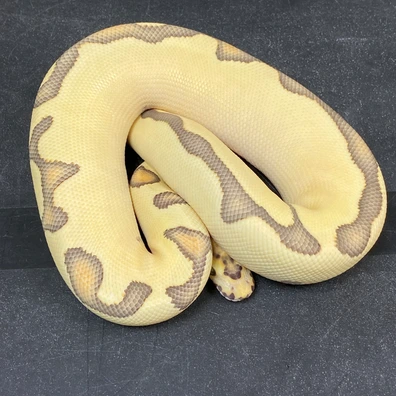 Super Enchi Fire Desert Ghost Clown Ball Python - male for sale from T-Dragons