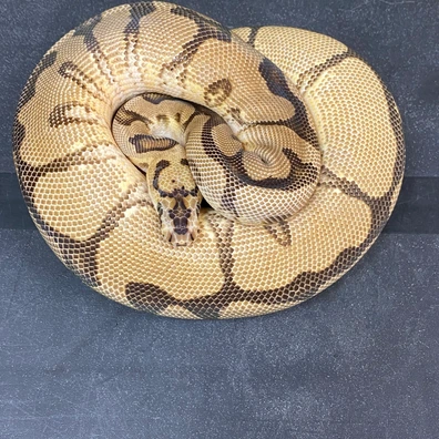 Enchi Spotnose Clown Ball Python - female for sale from T-Dragons