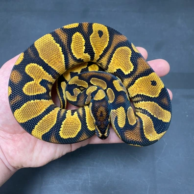 ODYB Enchi NR Mandarin Ball Python - male for sale from T-Dragons