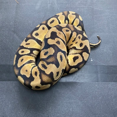 Pastel 100% TH VPI Axanthic, Desert Ghost, Clown Ball Python - male for sale from T-Dragons