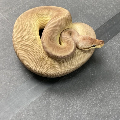 (Super) Leopard Pewter Pinstripe VPI Axanthic 100% Het Lavender Albino Ball Python - male for sale from T-Dragons