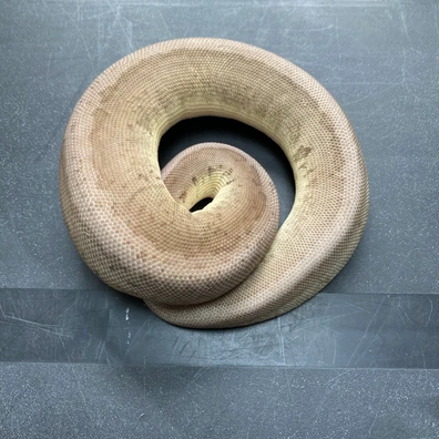 Leopard Cinnamon Pinstripe VPI Axanthic 66% Ph Lavender Albino Ball Python - female for sale from T-Dragons