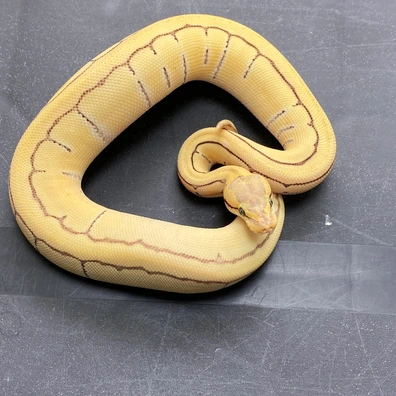 Enchi Lemonblast Desert Ghost 66% Ph VPI Axanthic Ball Python - female for sale from T-Dragons