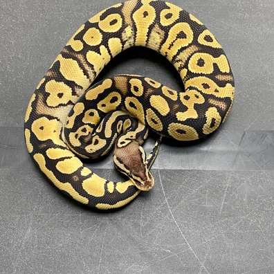 Pastel 100% QH VPI Axanthic, Desert Ghost, Sunset, Ultramel Ball Python - male for sale from T-Dragons