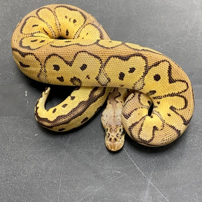 Pastel Clown 100% Het Lavender Albino Ball Python - male for sale from T-Dragons