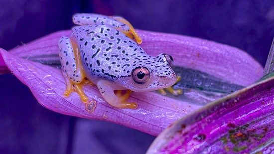 Blue Back Reed Frog, CB Females by Tadpole Tinktures