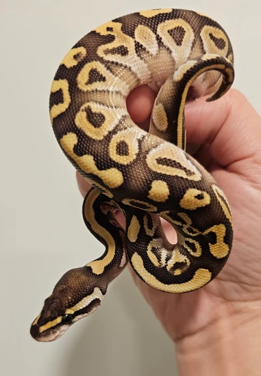 Lesser Inchy Sugar Ball Python Lesser Ball Python by BoopNoodles