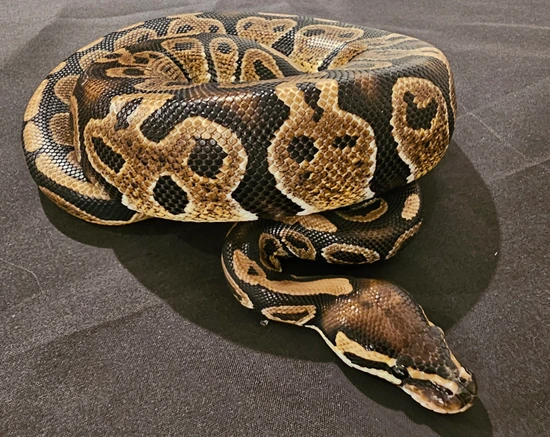Twister 100% Het Ultramel Ball Python by BoopNoodles
