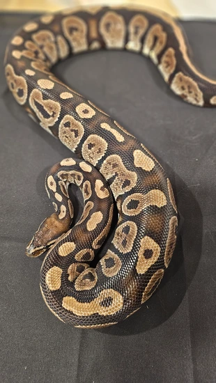 Twister BREEDER Ball Python by BoopNoodles