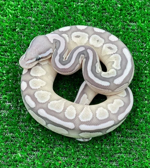 Lesser True Ghost Ball Python by Taking Up Serpents