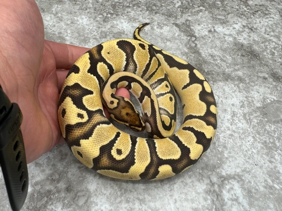*no reserve* fire orange dream clown ball python by... Fire Orange Dream Het Clown Ball Python by TallGrass Reptiles