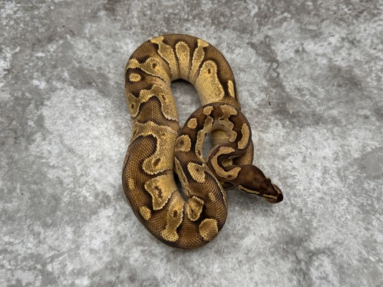 Enchi Fire Het Lavender Ball Python by TallGrass Reptiles