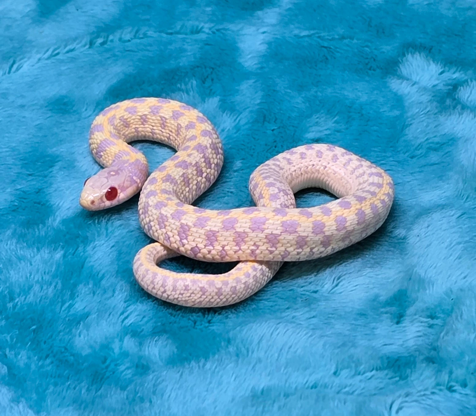 snake出品 20260327014646.66-1000037605-